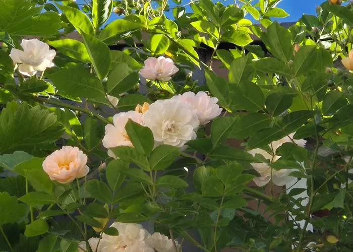 Ryokan Bed & Breakfast Ostend